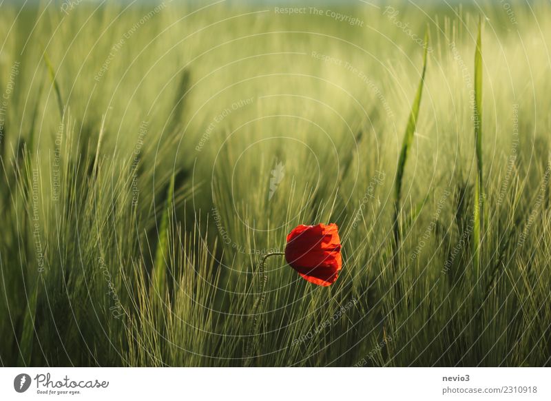 Poppy blossom in a barley field Environment Nature Plant Spring Summer Flower Grass Leaf Blossom Foliage plant Agricultural crop Exotic Meadow Field Green Red