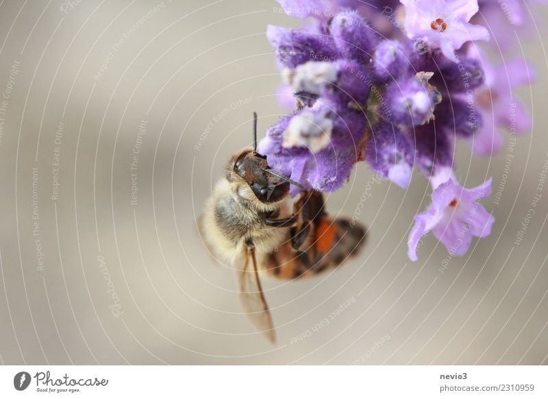 Bee hanging upside down on a lavender blossom Environment Nature Plant Spring Summer Flower Blossom Agricultural crop Wild plant Garden Park Animal Farm animal