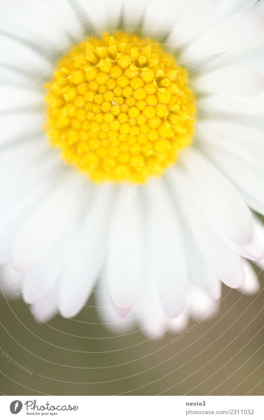 Daisies in close-up Summer Environment Nature Plant Flower Leaf Blossom Foliage plant Agricultural crop Garden Park Meadow Illuminate Beautiful Yellow White