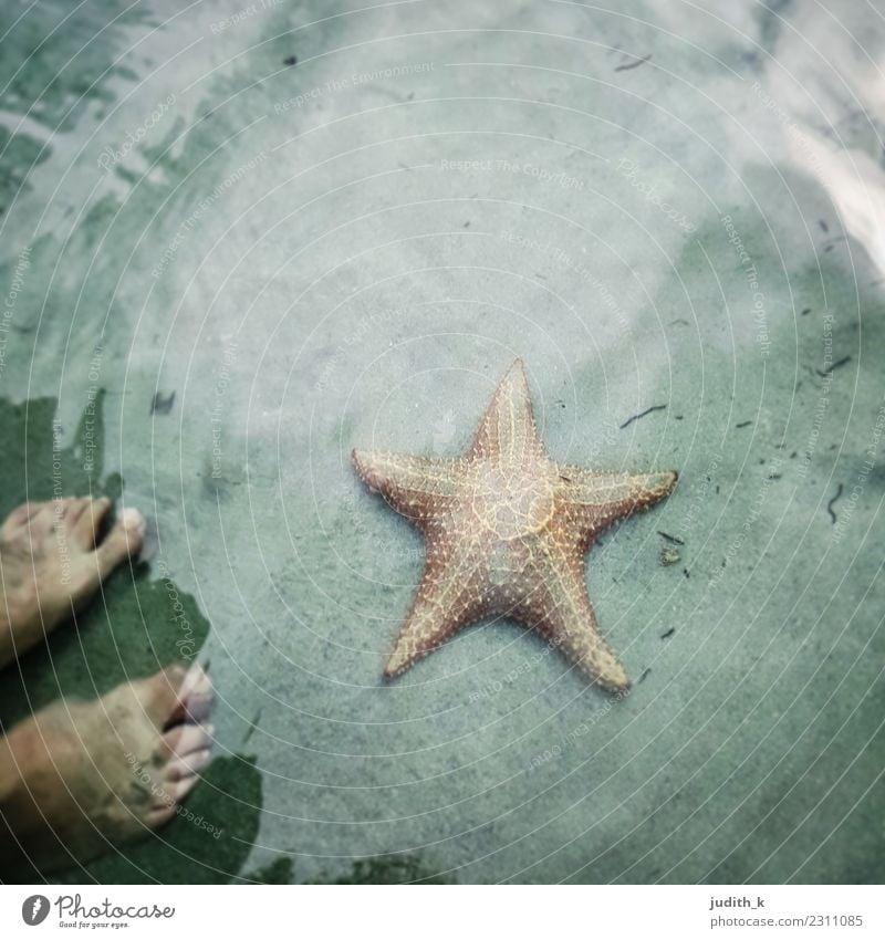 hello starfish Swimming & Bathing Summer vacation Beach Ocean Island Waves Feet Nature Animal Water Bay Caribbean Sea Oasis Bocas Del Toro Panama