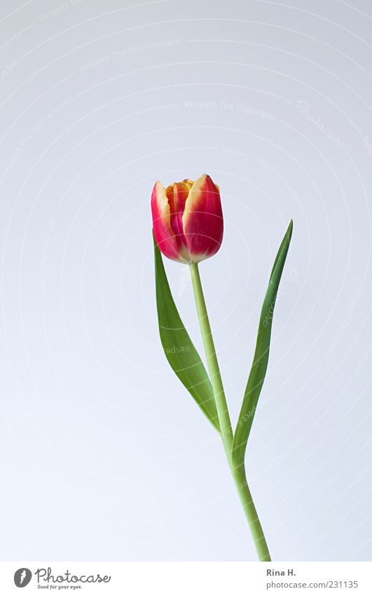 I almost forgot... Spring Flower Tulip Blossom Blossoming Esthetic Green Red Colour photo Interior shot Deserted Copy Space left Copy Space top Isolated Image