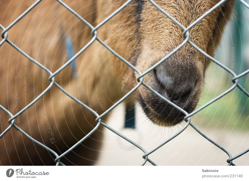 Behind bars - The petting jail Fence Grating Wire netting fence Animal Farm animal Animal face Pelt Zoo Petting zoo Goats grouchy goat Snout Nose Coat color