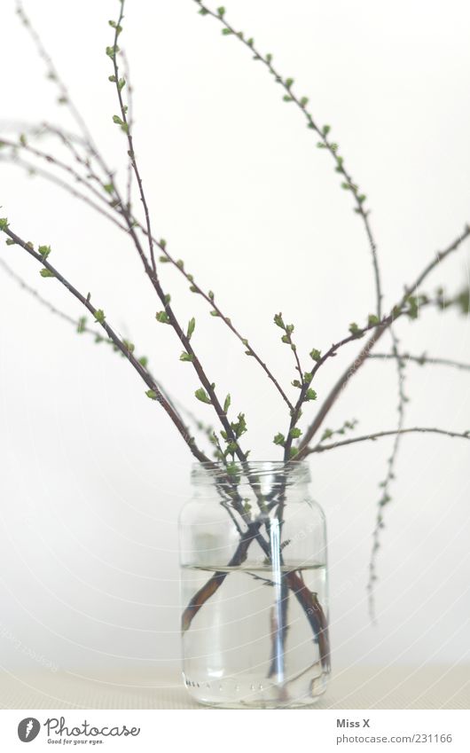Delicate shoots Spring Plant Leaf Growth Shoot Bud Leaf bud Glass Vase Twigs and branches White Colour photo Subdued colour Interior shot Close-up Deserted