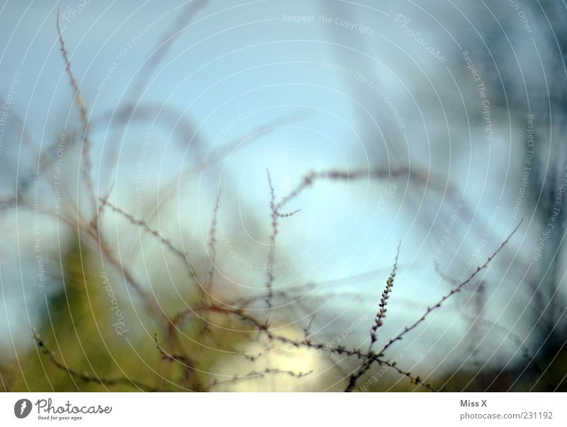 flashes Plant Tree Bushes Growth Twig Branch Spring day Leaf bud Delicate Colour photo Exterior shot Abstract Pattern Deserted Shallow depth of field Blur