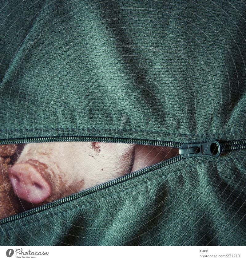 Let's get the fuck out of here Clothing Jacket Animal Exceptional Funny Green Pink Zipper Undo Close Wrinkles Extract Attract Textiles Sow Piglet Animalistic