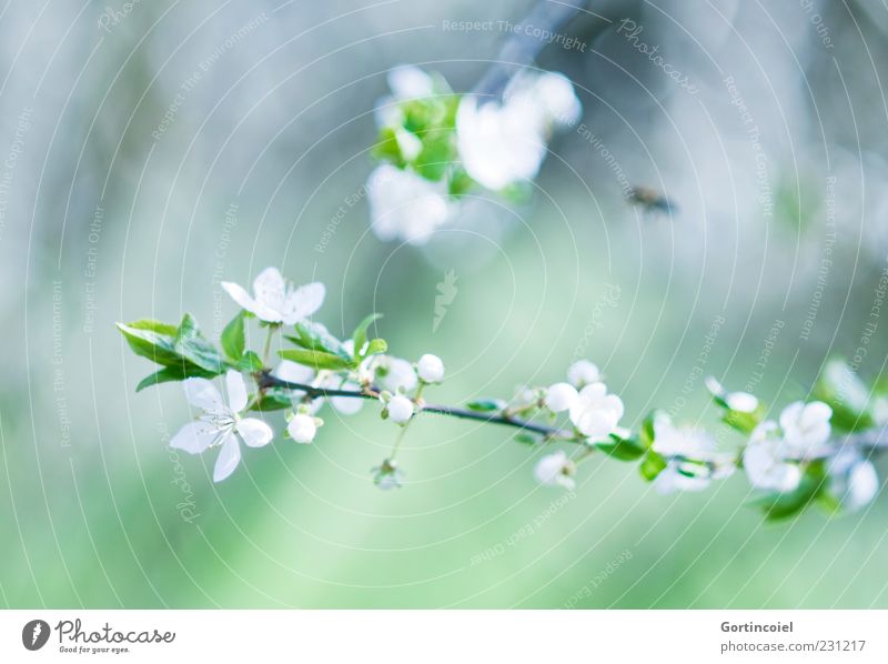 FLOWERING TIME Environment Nature Spring Leaf Blossom Beautiful Green Bud Twig Blossom leave Blossoming Spring day Colour photo Subdued colour Exterior shot