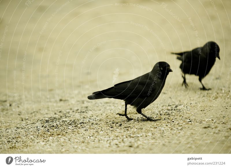 Beach Jackdaws Animal Bird 2 Pair of animals Walking Black Together Movement Feather Plumed Raven birds Crow Beak Going Sand Exterior shot Close-up Deserted Day