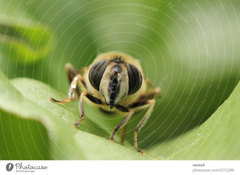Macro photograph of an insect on a leaf Environment Nature Plant Grass Leaf Foliage plant Garden Meadow Animal Fly 1 Small Near Curiosity Green Love of animals