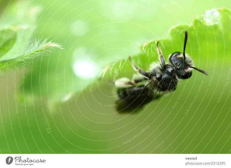 Insect hangs upside down on a leaf Animal Spring Plant Grass Leaf Fly Bee 1 Hang Wait Esthetic Beautiful Wild Soft Green Black Insect repellent Rain