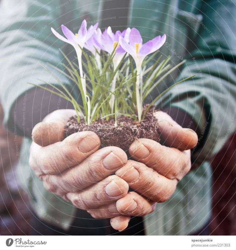 crocus Masculine Man Adults Hand 1 Human being 60 years and older Senior citizen Nature Spring Plant Blossom Work and employment Green Violet Protection Crocus