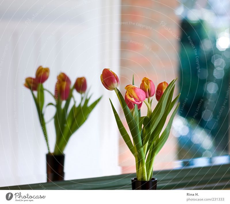 outlook Mirror Green Red Bouquet Tulip Reflection Colour photo Interior shot Deserted Copy Space top Light Shallow depth of field