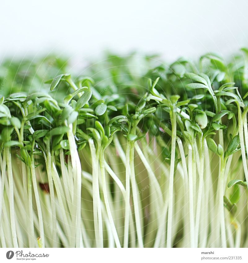 what kind of bread Herbs and spices Green Cress Blur Macro (Extreme close-up) Colour photo Exterior shot Deserted Close-up