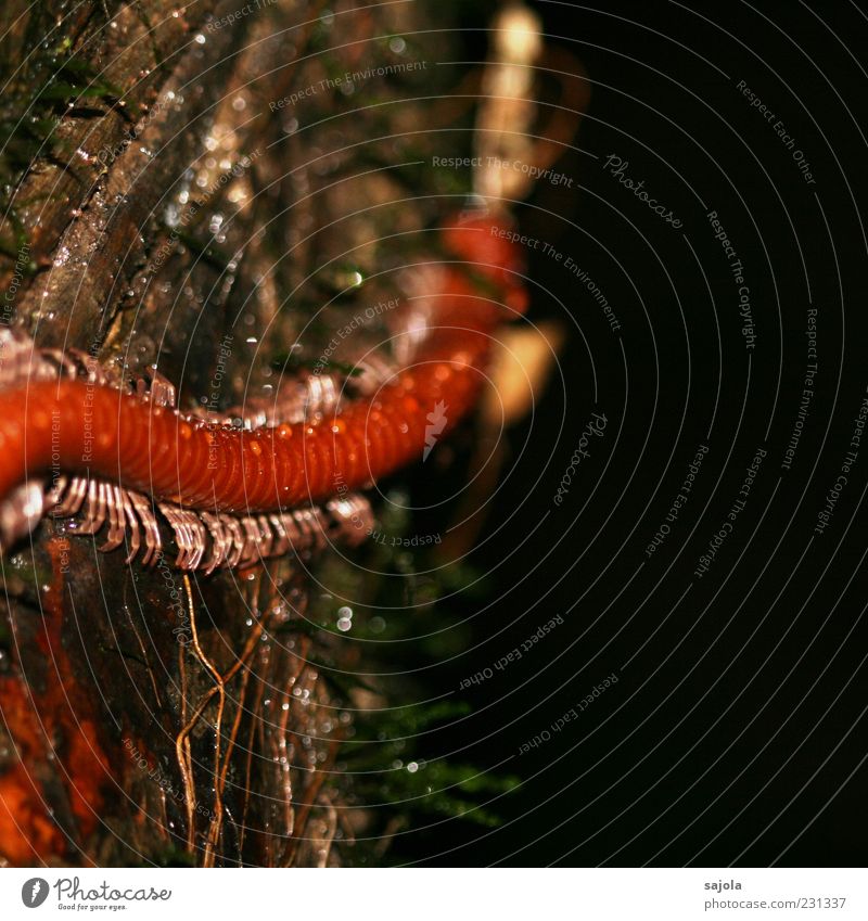 jack-of-all-trades Animal Wild animal Millipede Insect 1 Crawl Orange Tree Drops of water Colour photo Exterior shot Macro (Extreme close-up) Deserted