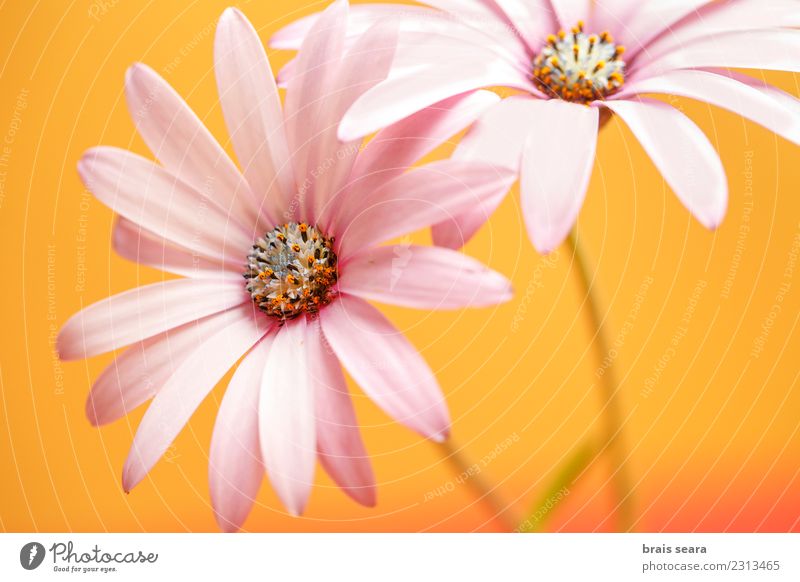 Flowers, two pink daisy over orange background Decoration Environment Nature Plant Blossom Pot plant Fresh Natural Pink Colour spring Spain Blossom leave