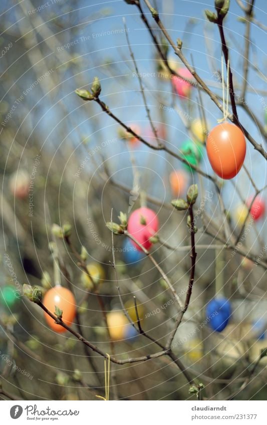 iShrub Garden Decoration Easter Nature Plant Bushes Wood Plastic Hang Multicoloured Spring Easter egg Egg Twigs and branches Shoot Leaf bud Sky Colour photo