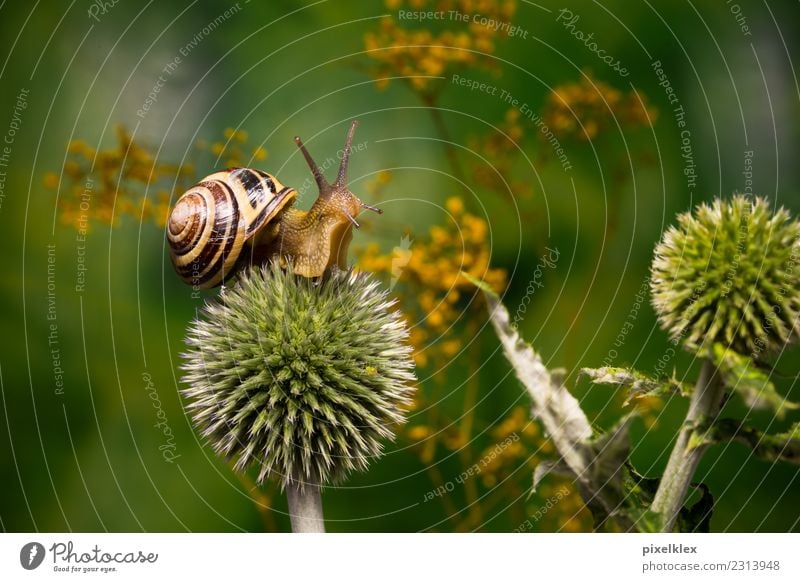 Snail on thistle Environment Nature Plant Animal Foliage plant Wild plant Thistle Garden Park Meadow Field Wild animal 1 Disgust Cold Small Slimy Point Thorny