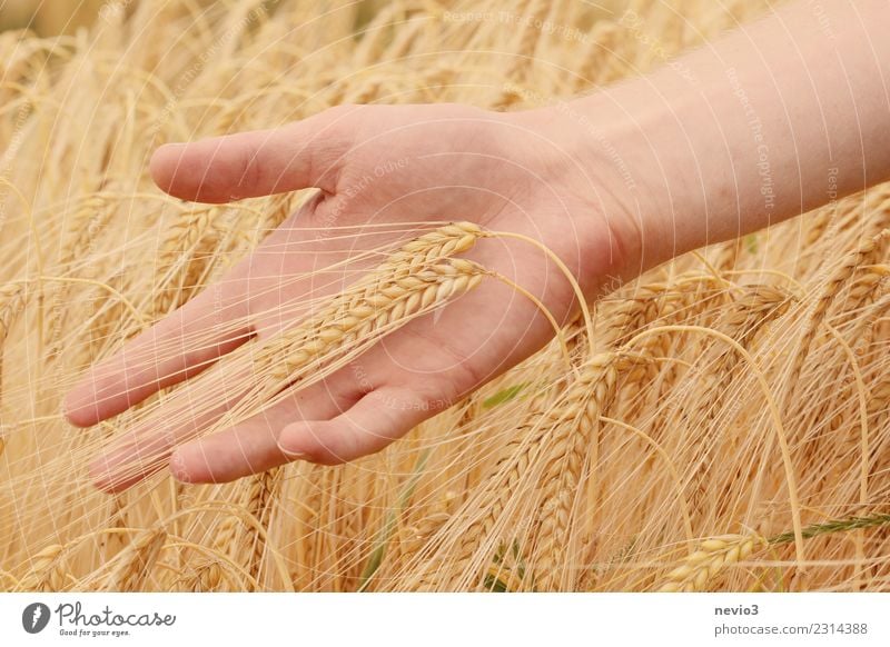 barley Beautiful Human being Hand 1 Yellow Barley Barleyfield Barley ear Grain Grain field Grain harvest Harvest Thanksgiving Nature Farmer Agriculture Gold