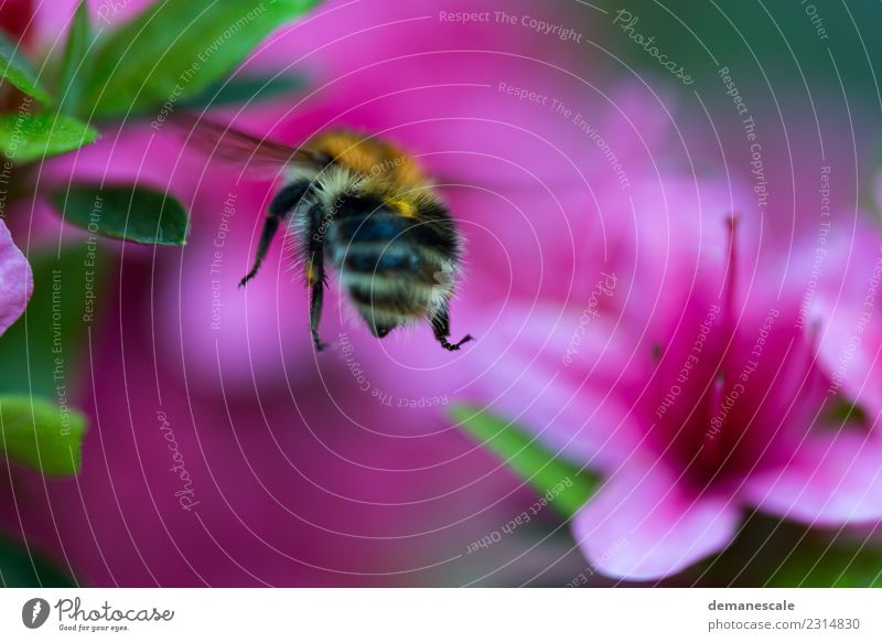 bumblebee Environment Nature Plant Flower Leaf Blossom Rhododendrom Garden Park Animal Bumble bee 1 Movement Blossoming Fragrance Flying To enjoy Illuminate