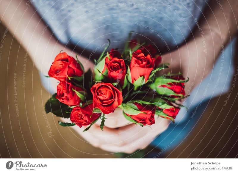 red roses for Valentine's Day - a Royalty Free Stock Photo from Photocase
