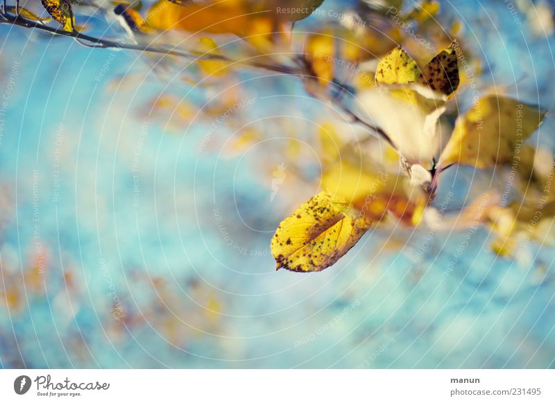 hazel Nature Autumn Leaf Autumnal Exceptional Bright Beautiful Kitsch Yellow Turquoise Colour photo Exterior shot Close-up Detail Deserted Day Beautiful weather