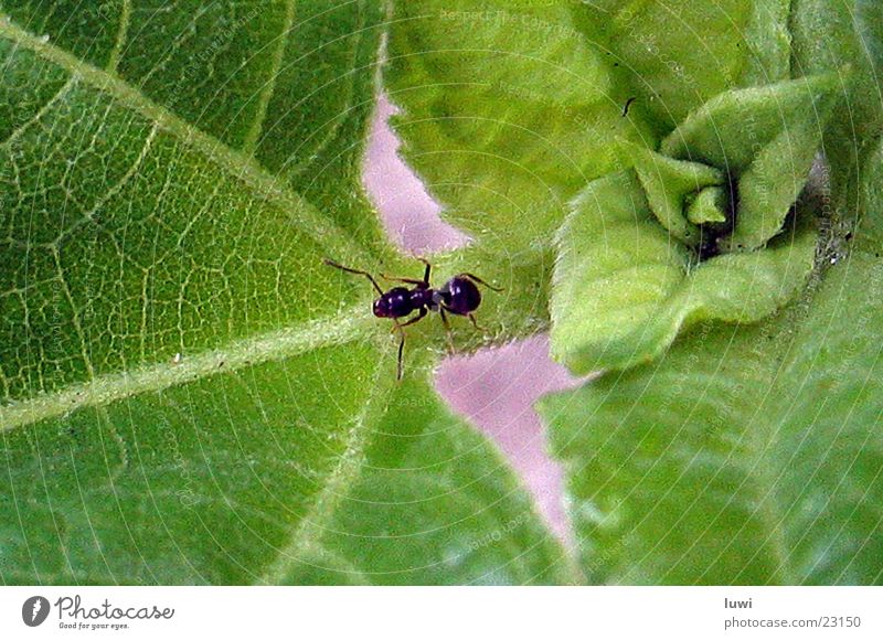 ant Ant Macro (Extreme close-up) Close-up