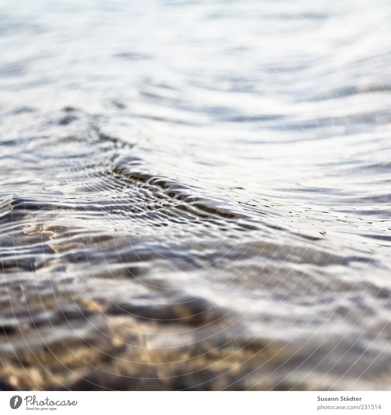 shallow Waves Lakeside River bank Brook Wet Stone Shallow Flow Close-up Day Contrast Deserted Blur Copy Space top