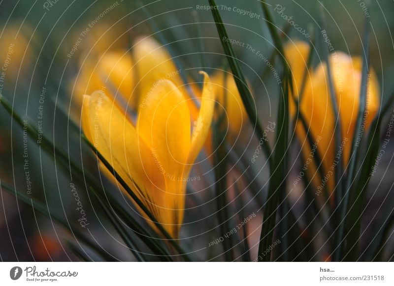 early blossoming Environment Nature Plant Spring Flower Blossom Esthetic Fresh Beautiful Yellow Green Spring fever Spring flowering plant Crocus Colour photo