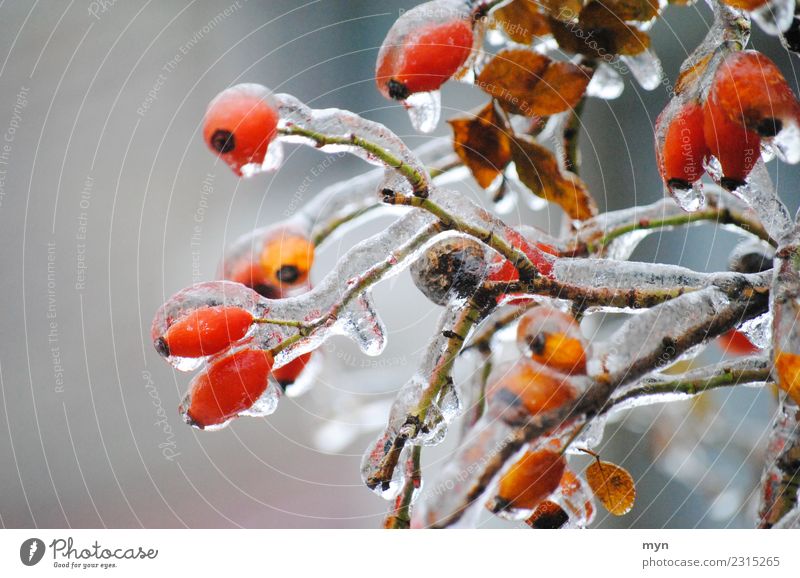freezing Plant Bushes Foliage plant Freeze Cold Red Spring fever Distress Rose hip Jam Frozen Icicle Ice Ice crystal Drops of water Winter Winter mood