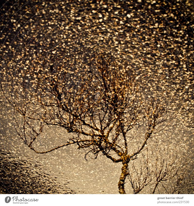 Starry rain on asphalt Environment Tree Natural Brown Inspiration Water Rain Drop Stars Reflection Street Twigs and branches Colour photo Exterior shot Deserted