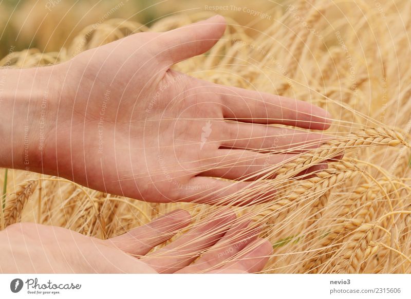 Barley ears in the hands of a farmer Summer Agriculture Forestry Craft (trade) Human being Masculine Arm Hand 1 Environment Nature Plant Agricultural crop
