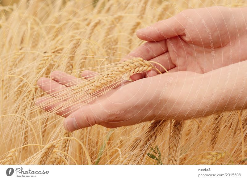 Hand holds barley ears Beautiful Human being Young man Youth (Young adults) Arm Fingers 1 Environment Nature Summer Plant Grass Agricultural crop Field