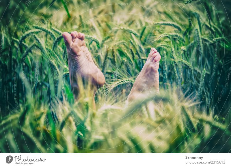 summer feeling Human being Feminine Woman Adults Feet 1 Media Nature Landscape Summer Plant Meadow Field Movement Relaxation To fall Fitness Lie Looking Playing