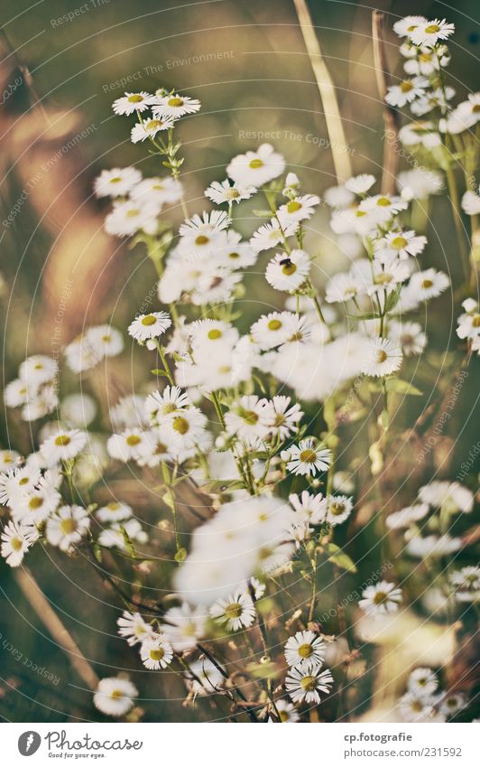 chamomile Nature Plant Flower Agricultural crop Chamomile Camomile blossom Natural Colour photo Day Shallow depth of field Deserted White