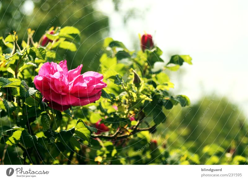 Love Conquers All Nature Plant Rose Natural Green Pink Multicoloured Summer Colour photo Deserted Shallow depth of field Central perspective Copy Space top