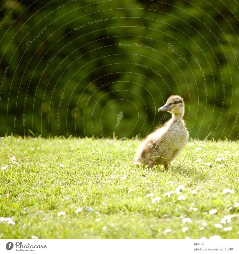 Yes, is Easter beautiful? Environment Nature Animal Spring Grass Meadow Bird Duck Duckling Chick 1 Looking Stand Small Natural Cute Green Colour photo