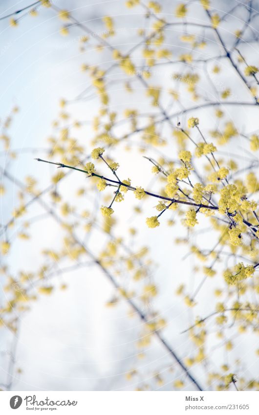 spring cooling Sky Spring Beautiful weather Plant Tree Blossom Blossoming Fragrance Growth Bright Yellow Spring colours Colour photo Multicoloured Exterior shot