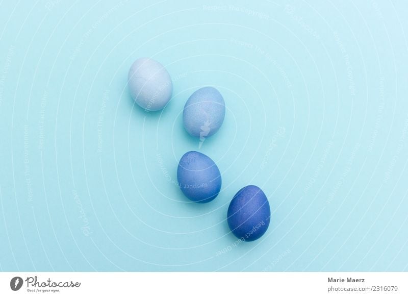 row of 4 blue coloured Easter eggs Food Egg Eating Feasts & Celebrations Make Esthetic Authentic Blue Hospitality Colour Creativity Art Unicoloured Pastel tone