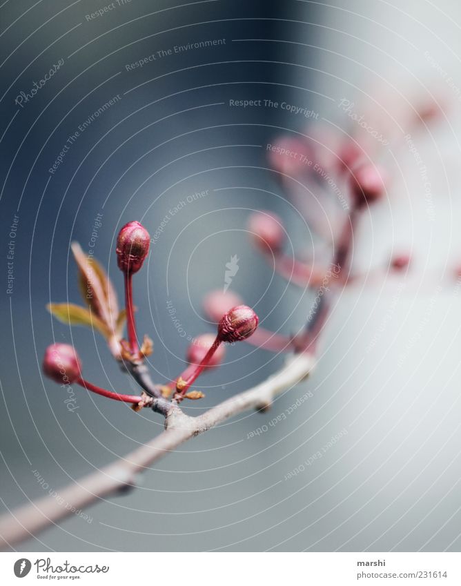 SPRING MESSENGERS Nature Plant Spring Summer Red Bud Blur Branch Close-up Detail Blossoming Leaf Colour photo Exterior shot Deserted Copy Space top