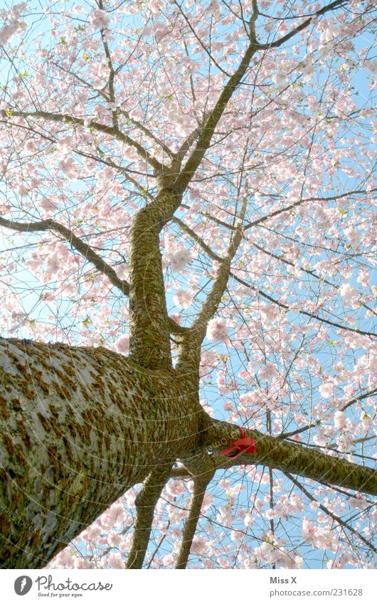 cherry Nature Cloudless sky Spring Beautiful weather Tree Leaf Blossom Blossoming Fragrance Growth Large Pink Cherry tree Branch Twigs and branches