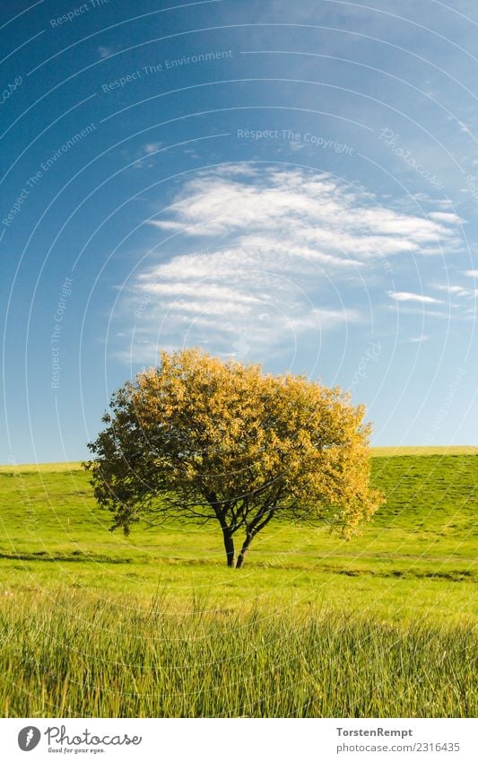 TREE Summer Nature Landscape Clouds Tree Meadow Blue outlook Vantage point Germany Sky Thuringia Thueringer Wald Colour photo Exterior shot Deserted Day