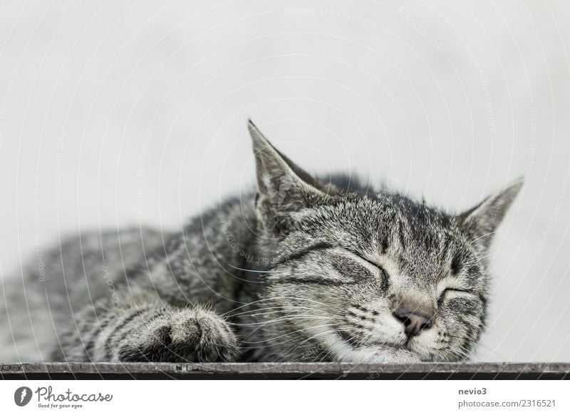 Cat lies asleep on the floor Animal Pet Farm animal Animal face Pelt Claw Paw 1 Baby animal Brown Gray Domestic cat Tabby cat Tiger skin pattern Relaxation Calm