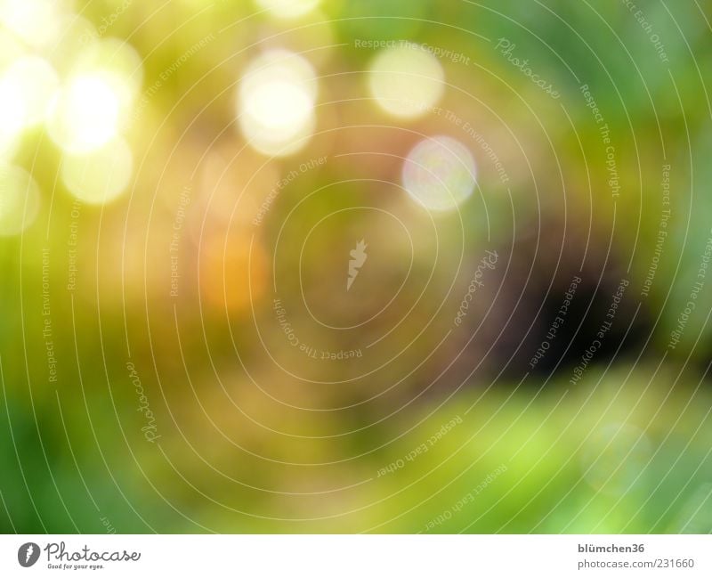 light points Plant Sunlight Moss Esthetic Exceptional Exotic Yellow Green Spring fever Inspiration Life Point Abstract Colour photo Exterior shot Experimental