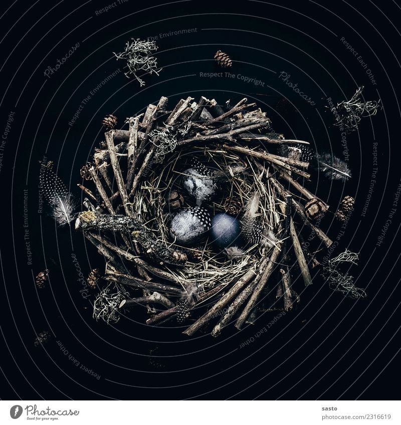 The Nest Easter Wood Esthetic Blue Brown Black Spring fever Anticipation Feather Easter egg nest Egg Lichen Tradition Search Find Straw Holiday season