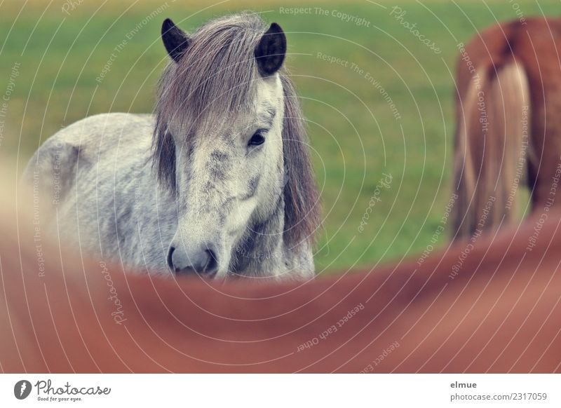 Icelanders Island Horse Iceland Pony Gray (horse) Pelt Mane Ear Listening Communicate Looking Athletic Elegant Beautiful Natural Happy Power Trust
