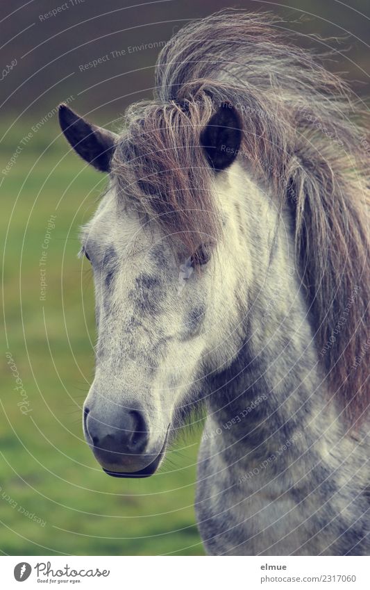 wild Icelander Horse Iceland Pony Gray (horse) Mane Nostrils Ear Pelt Athletic Uniqueness Beautiful Happy Love of animals Romance Longing Conceited Adventure