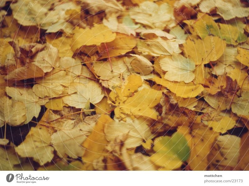 autumn carpet Leaf Carpet Autumn Colouring autumn gold
