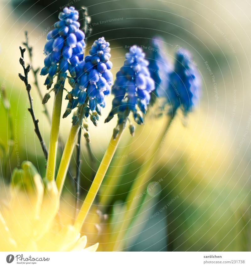 spring! Nature Plant Blue Yellow Green Spring Spring flower Spring flowering plant Colour photo Multicoloured Exterior shot Detail Deserted Copy Space bottom
