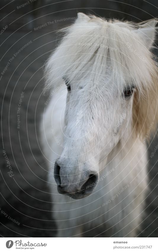 long white face Freedom Animal Farm animal Horse 1 Looking Stand Friendliness Near White Contentment Trust Loyal Sympathy Gray (horse) Iceland Pony Pelt