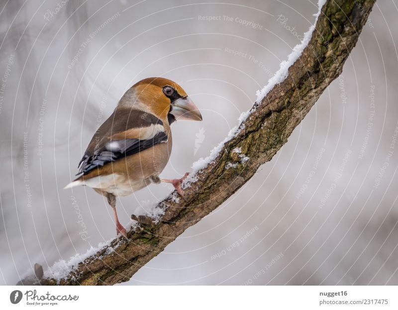 Hawfinch on a branch Environment Nature Animal Winter Ice Frost Snow Snowfall Plant Tree Branch Garden Park Forest Wild animal Bird Animal face Wing Claw 1