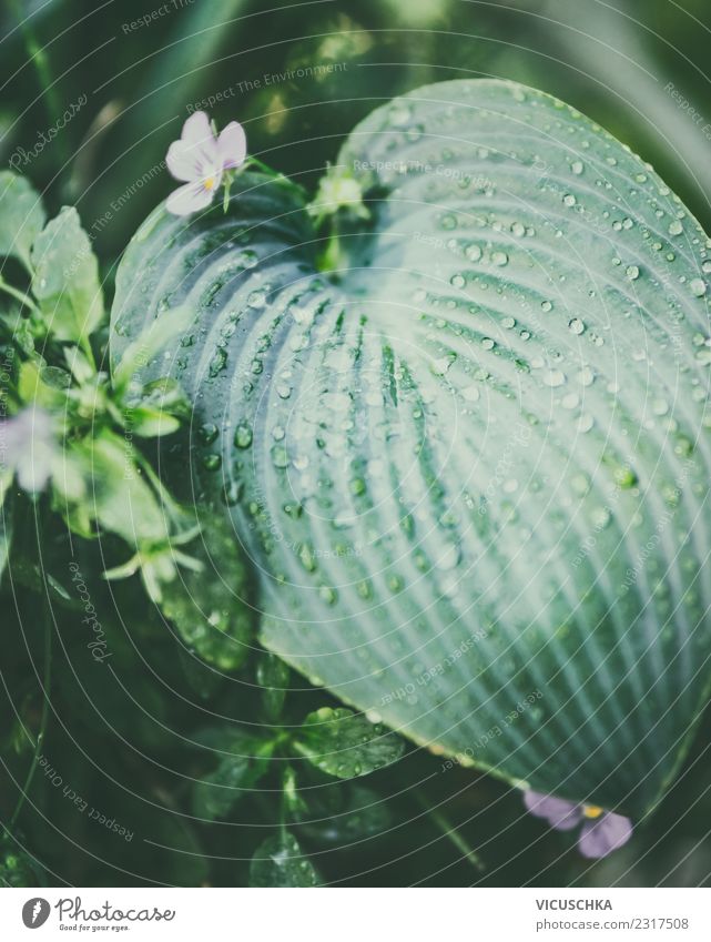 Tropical leaf with drops of water Lifestyle Summer Garden Nature Plant Leaf Foliage plant Park Background picture Green Watercraft Botany Virgin forest Damp